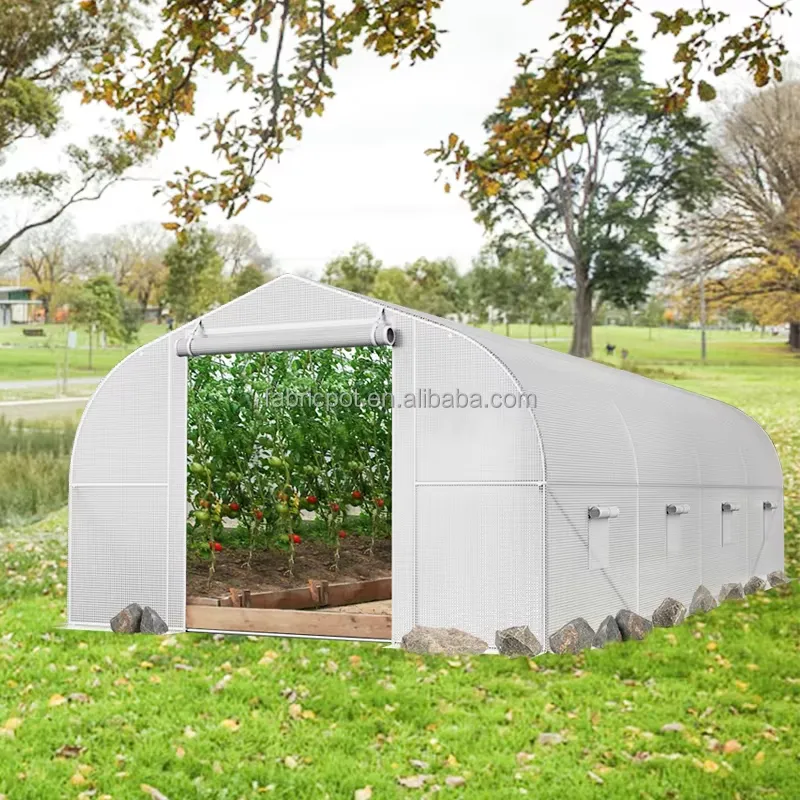 Agriculture Tomato Farming - โรงเรือนเพาะปลูกพลาสติกแบบอุโมงค์สำหรับปลูกผัก เช่น มะเขือเทศ